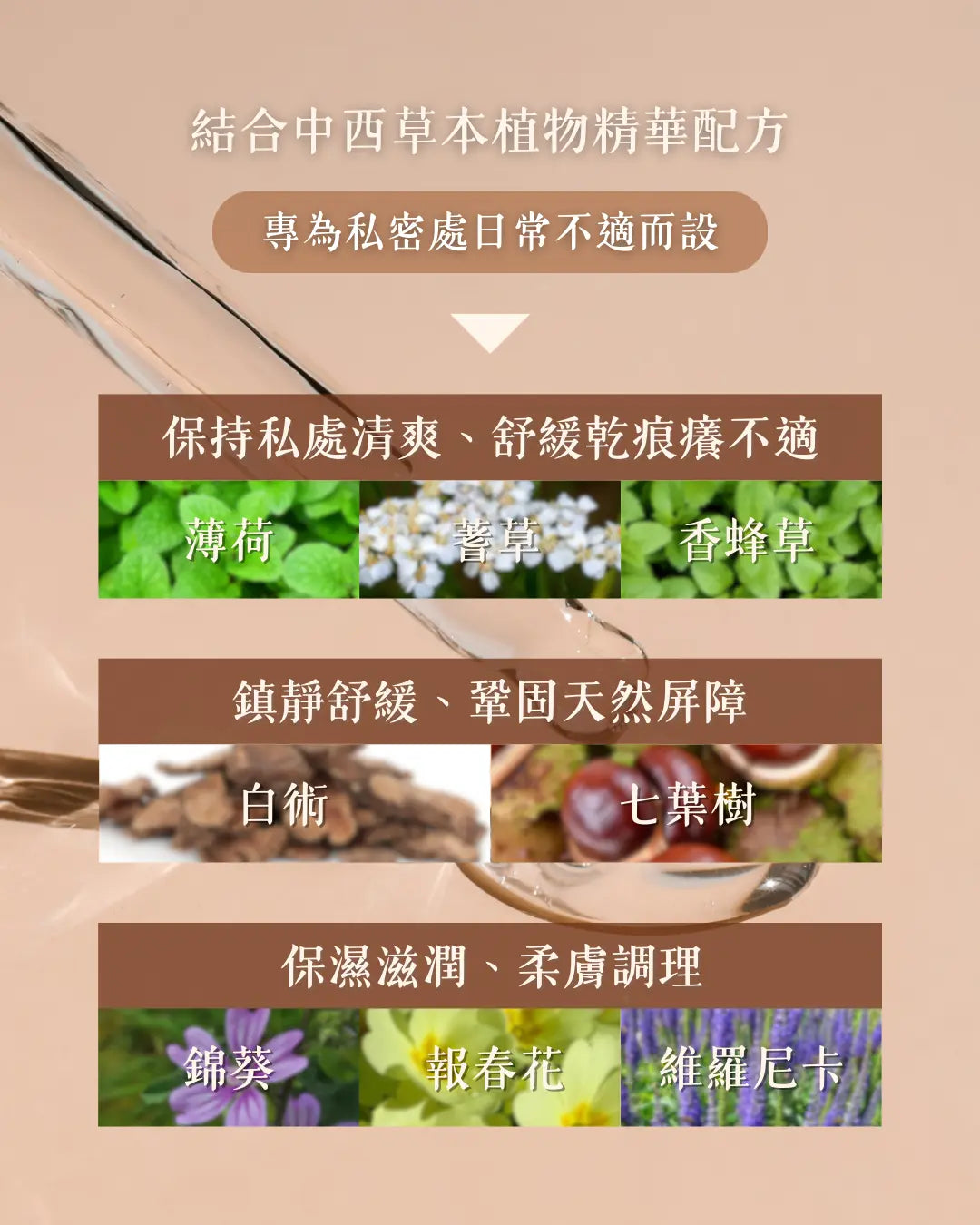 薄荷蓍草香蜂草等八種中西草本植物成分功效分類展示
